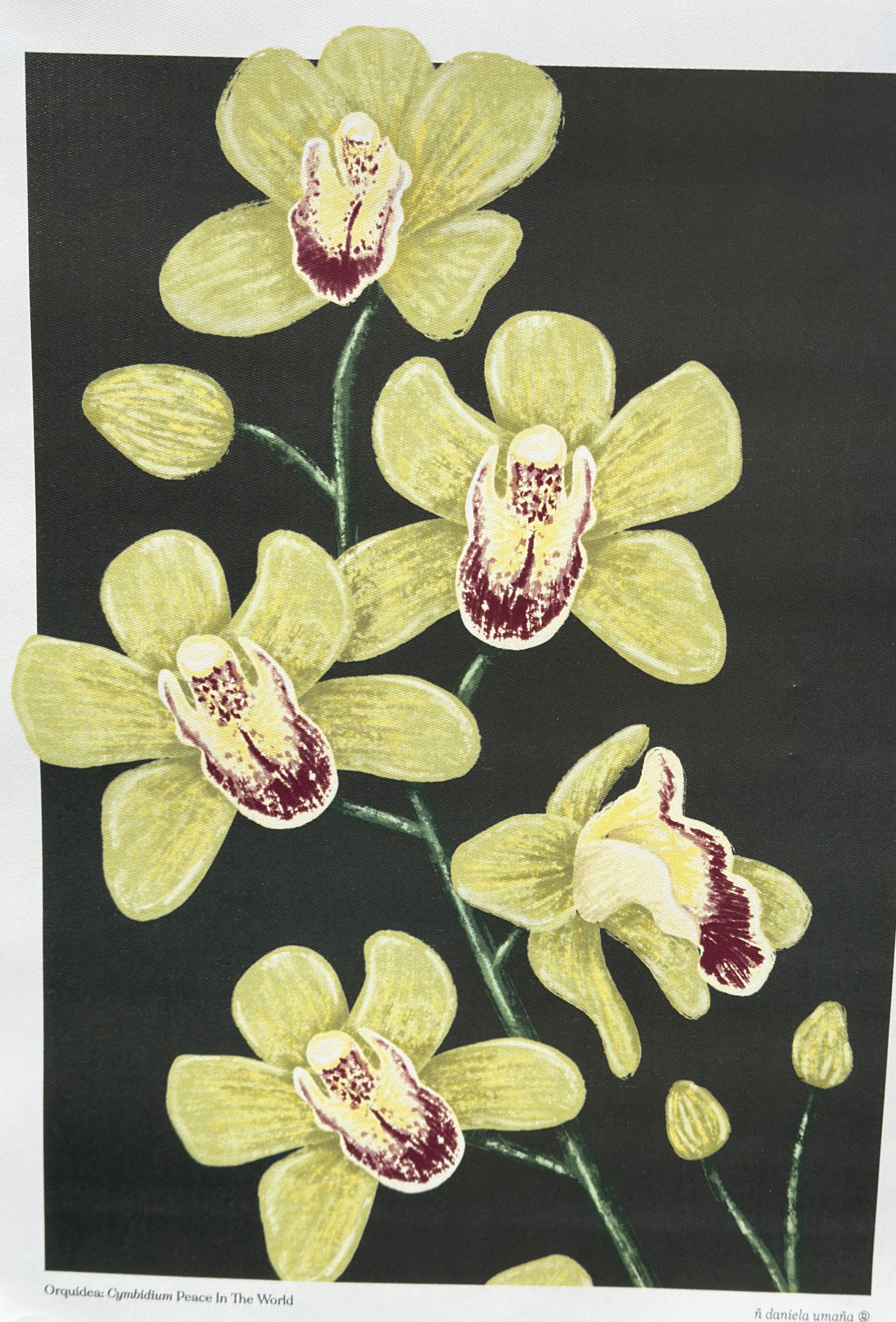 Afiche Orquidea Cymbidium